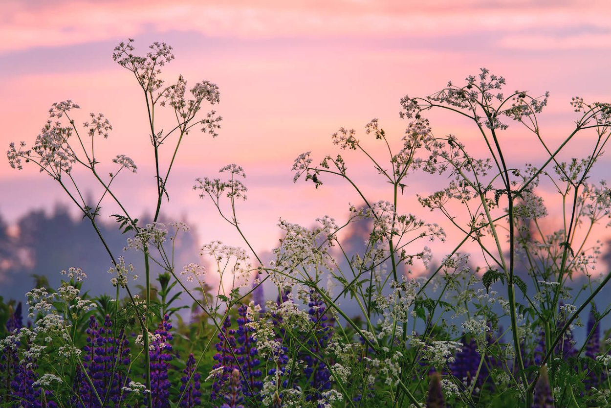Полевые цветы на рассвете