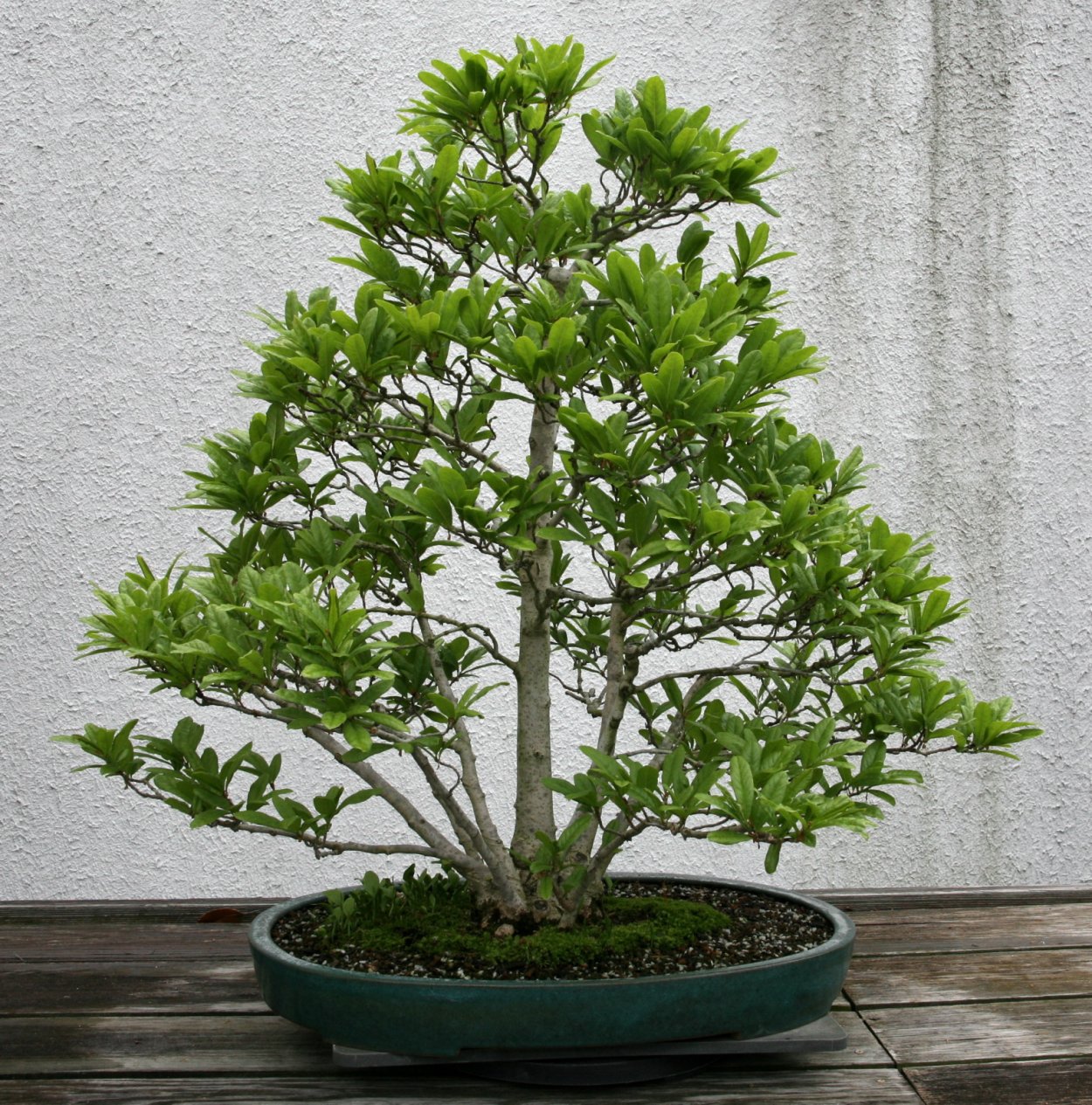 Бонсай вишня Цветущая