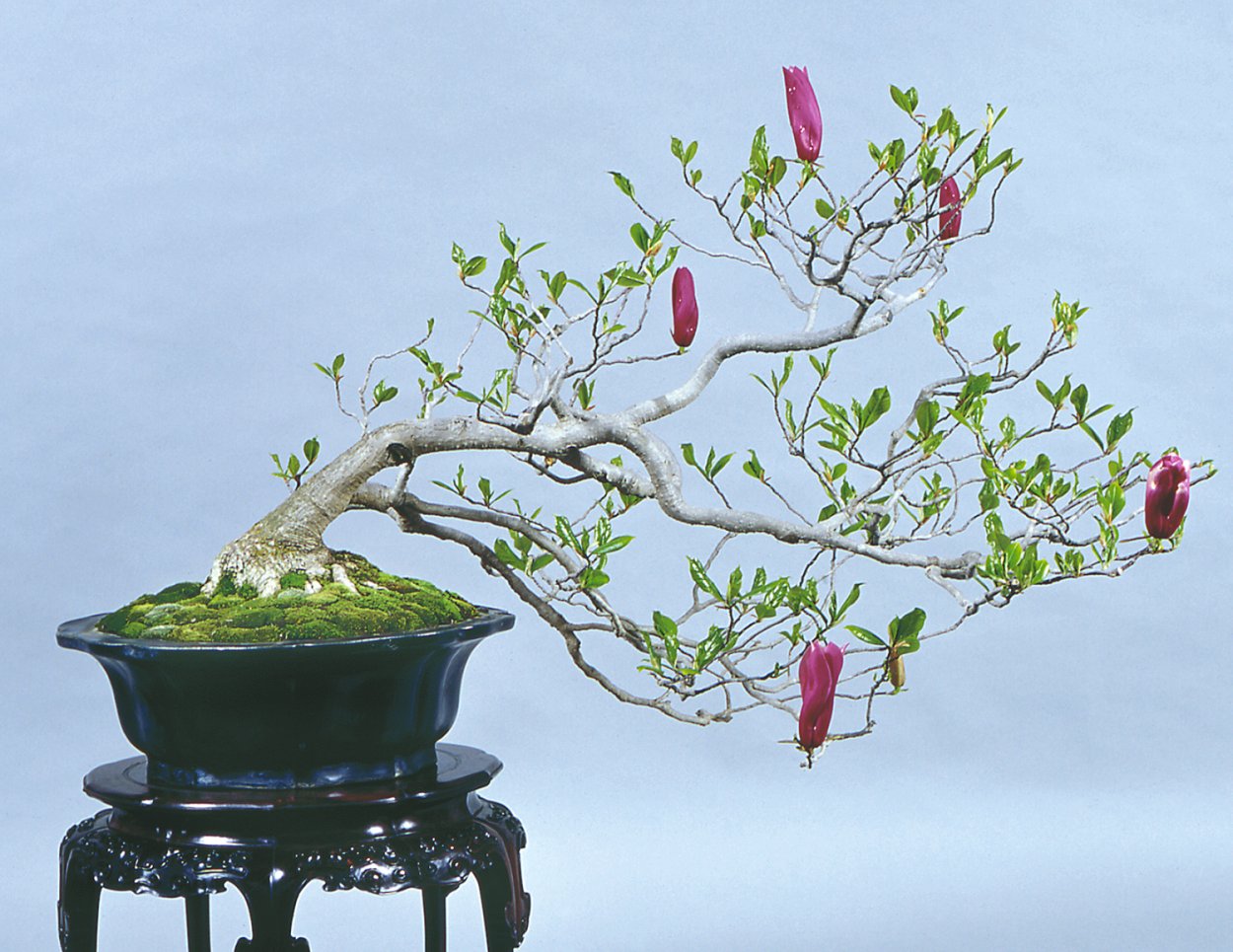 Магнолия дерево бонсай