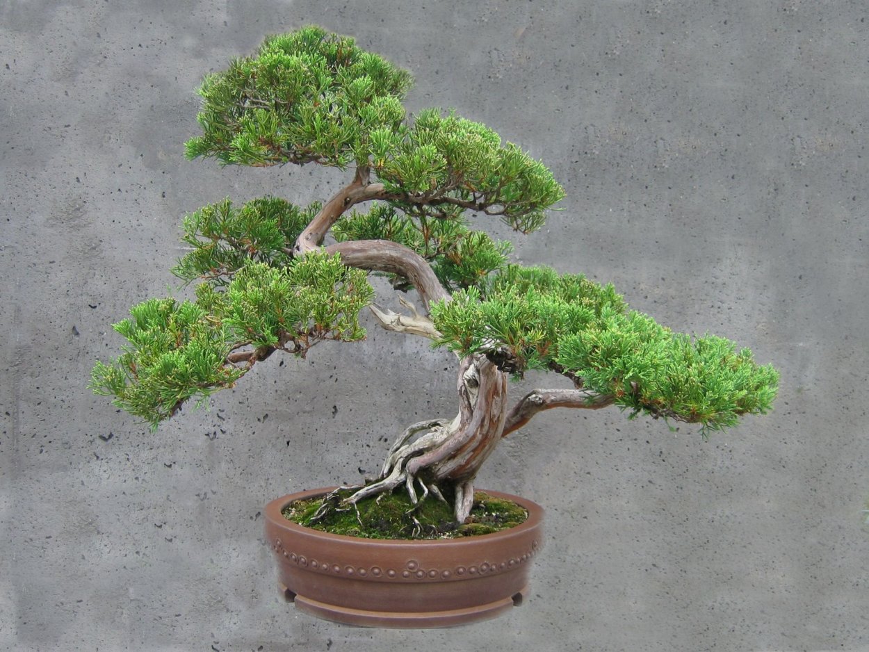 Миндаль бонсай