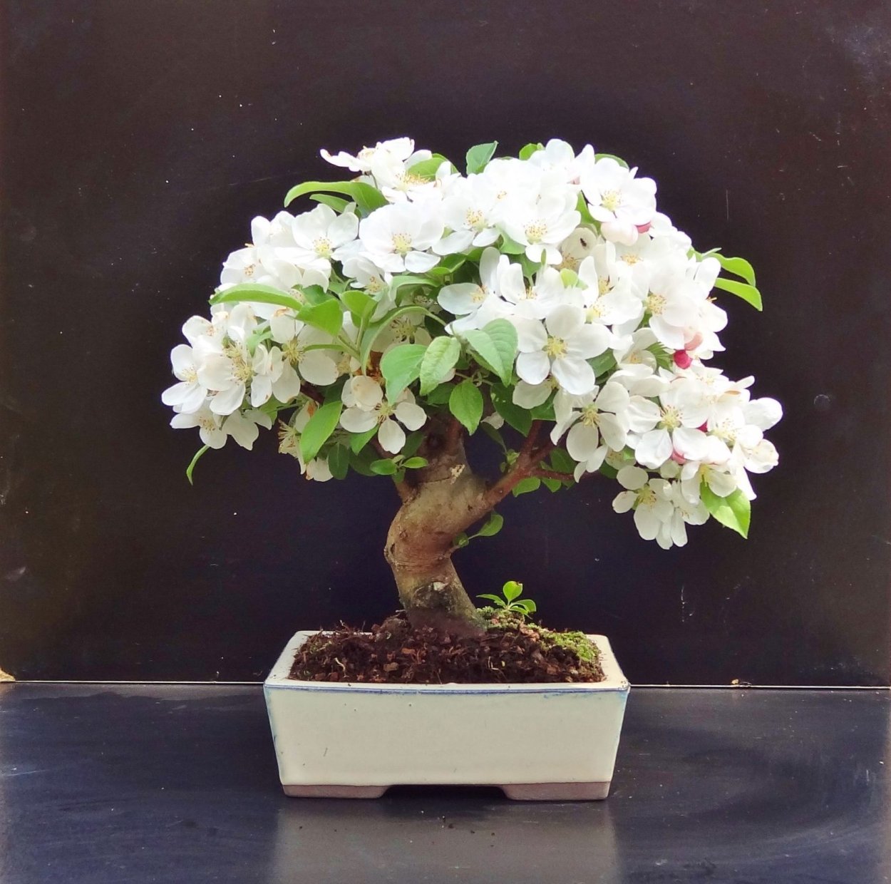 Бугенвиллия бонсай