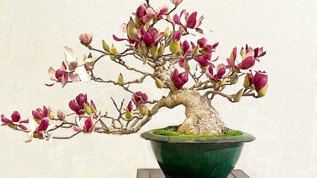 Магнолия бонсай
