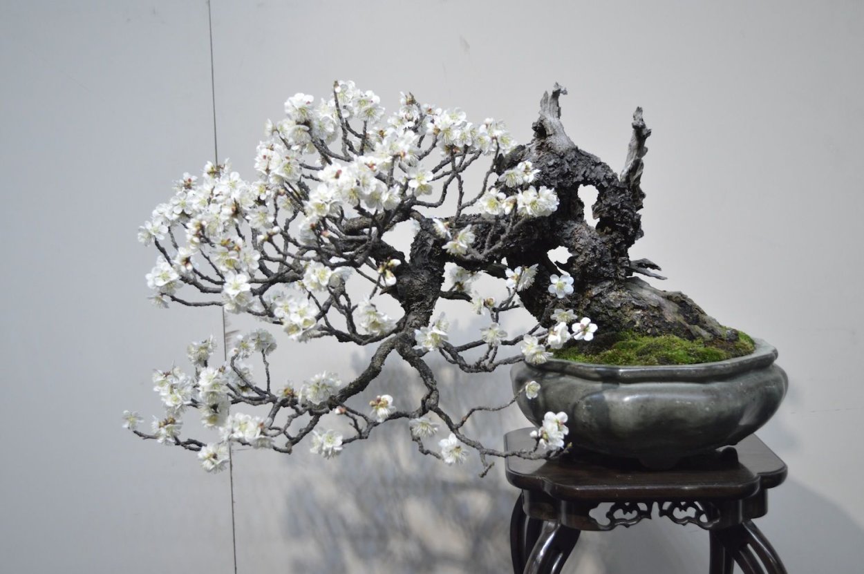 Японский бонсай Жасмин