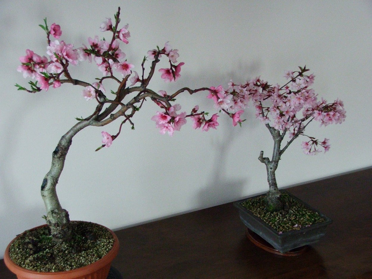 Магнолия дерево бонсай