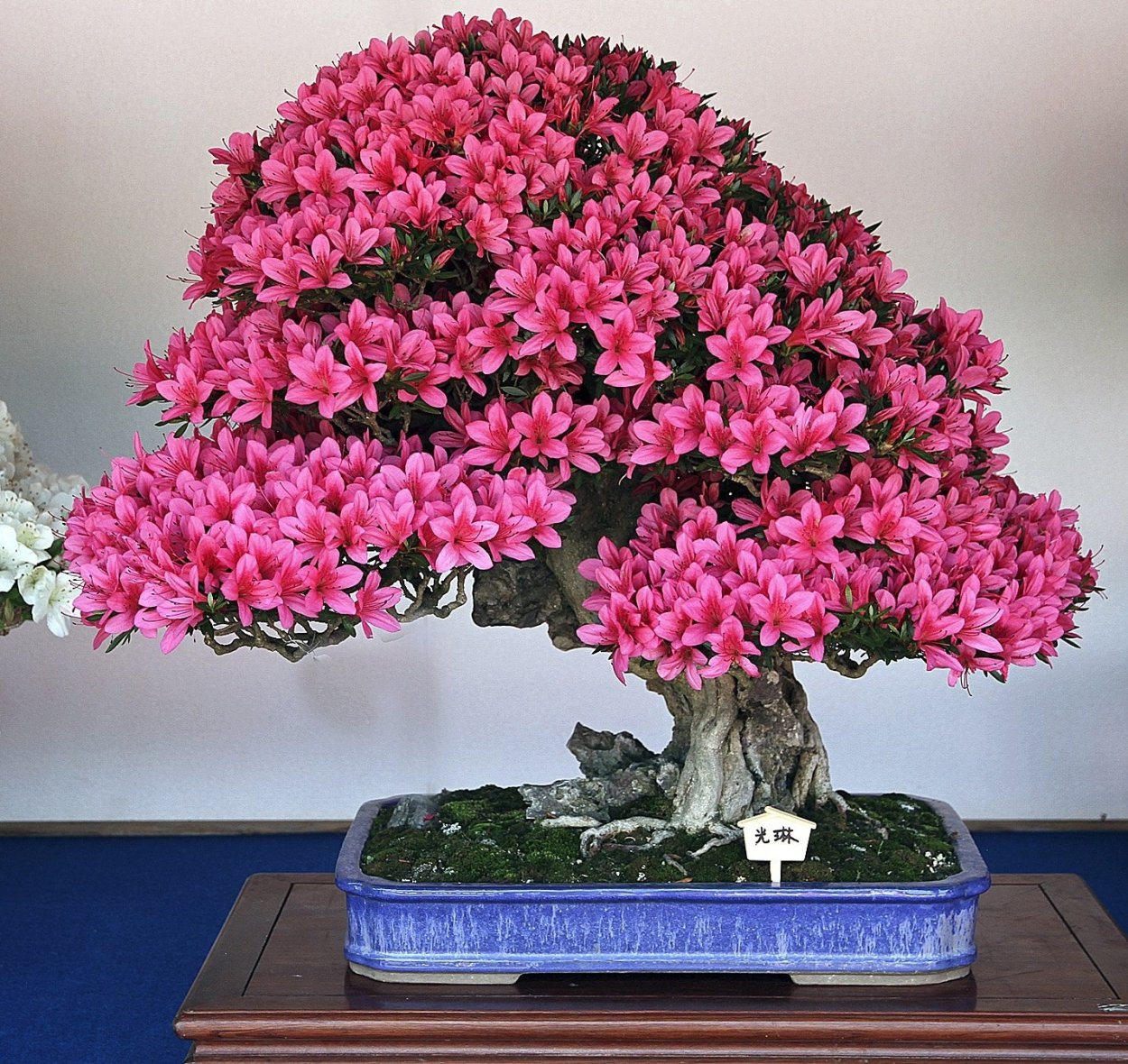 Кизильник бонсай