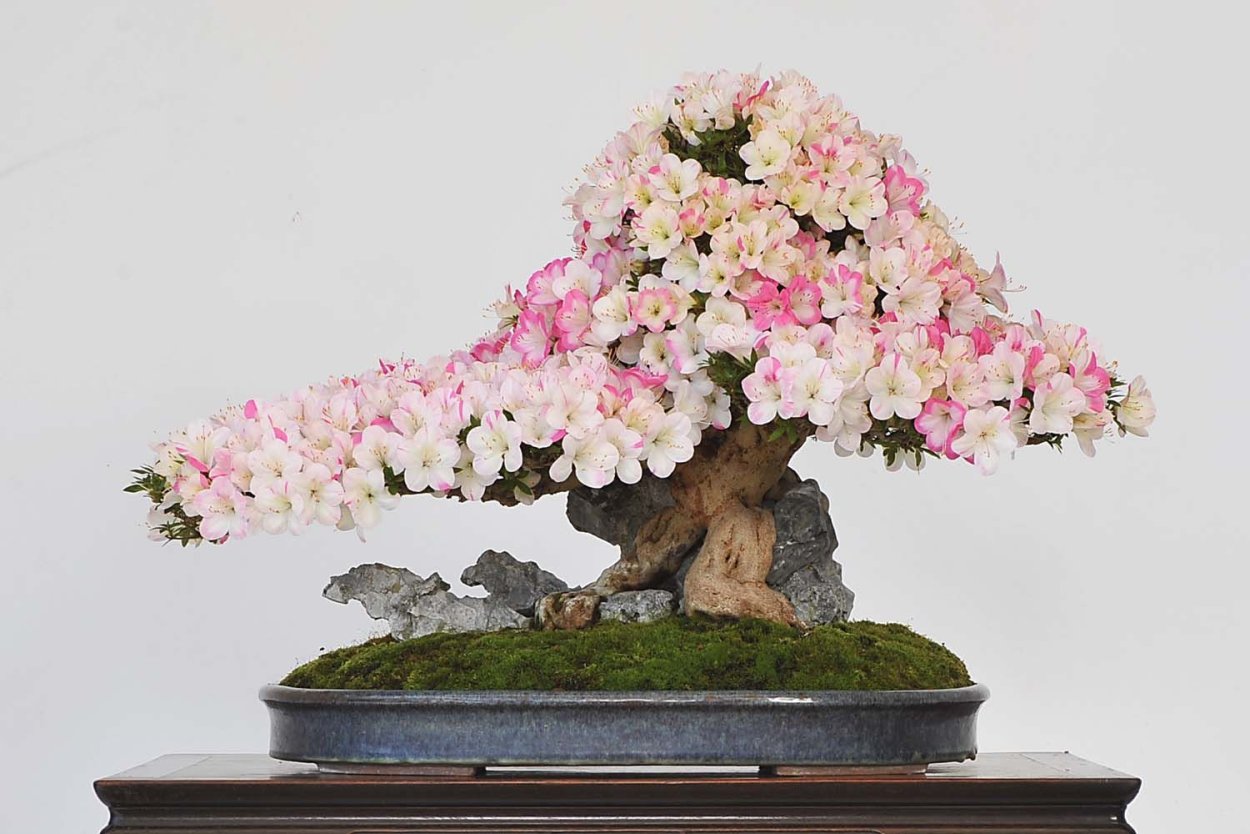 Бонсай дуб в саду