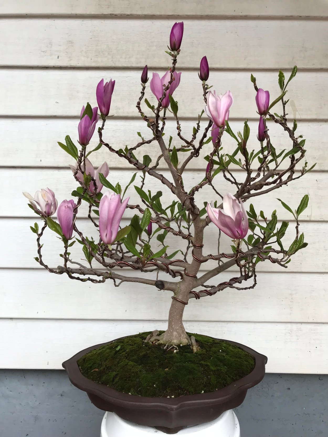 Бугенвиллия Александра бонсай