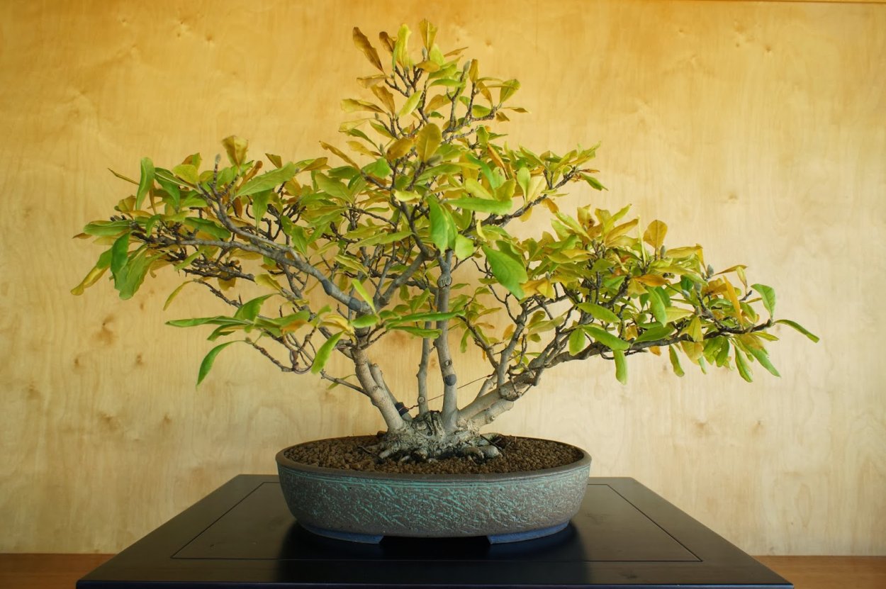 Дерево бонсай Сакура