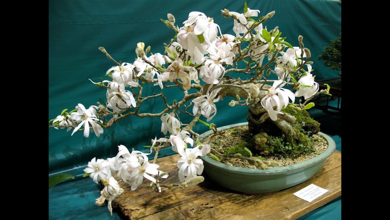 Бонсай осина