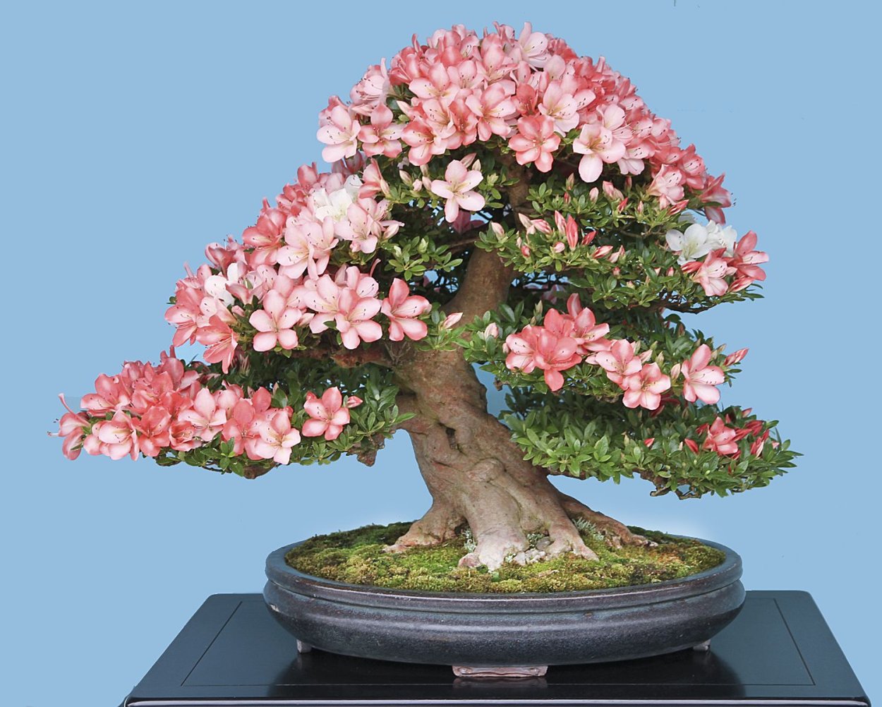 Дерево бонсай Сакура