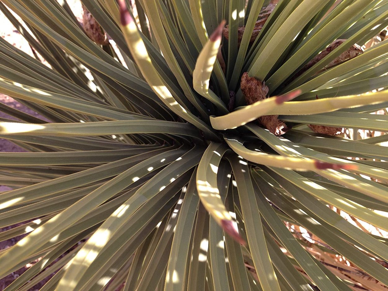Медцентр юкка луга. Yucca. Гибискус Юкка Шидигера. Цветок похожий на юкку. Растение похожее на юкку.