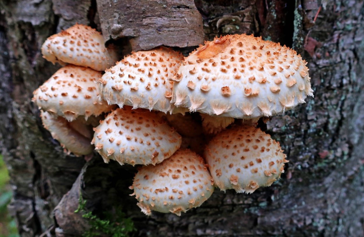 Гриб чешуйчатка обыкновенная Pholiota squarrosa