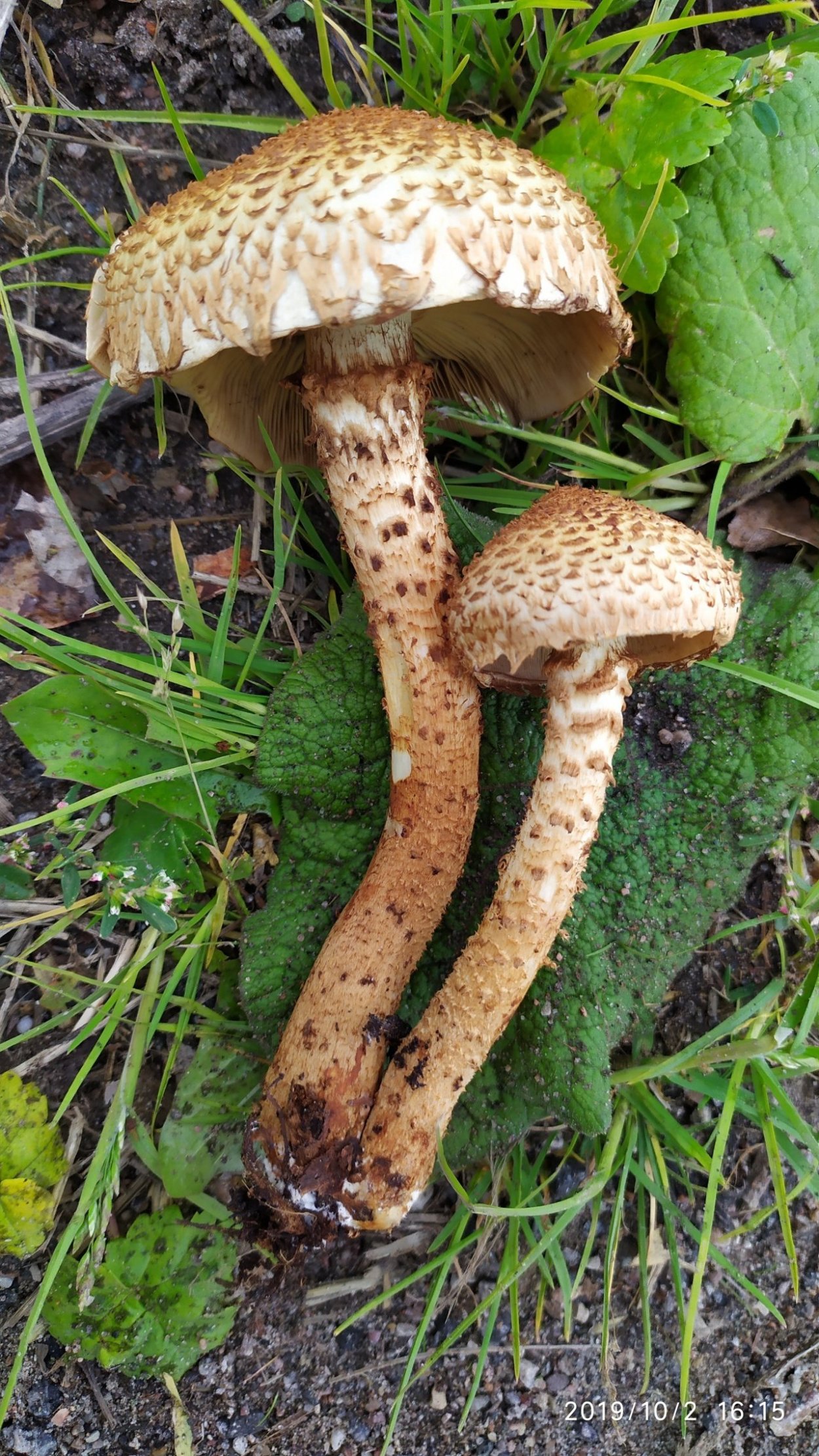 Чешуйчатка обыкновенная съедобная