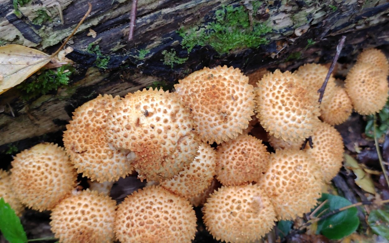 Чешуйчатка насекомое