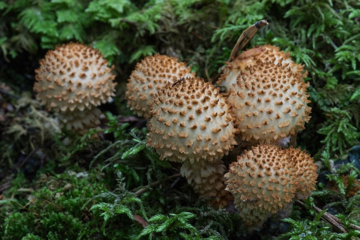 Чешуйчатка чешуйчатовидная