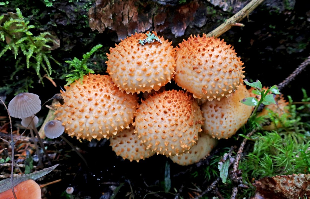 Чешуйчатка обыкновенная съедобная