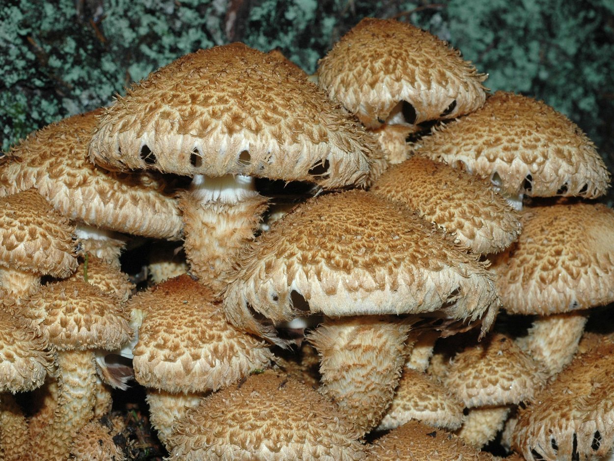 Чешуйчатка чешуйчатовидная Pholiota squarrosoides