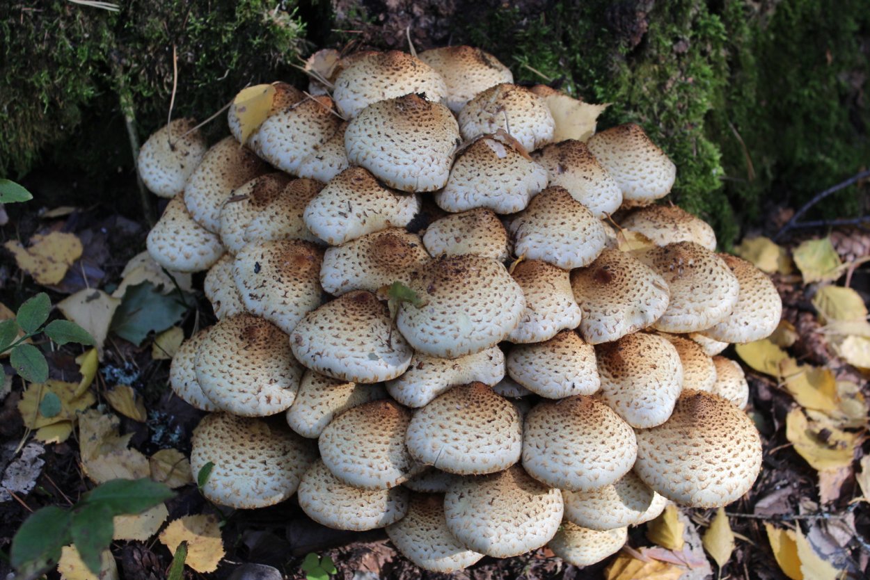 Чешуйчатка обыкновенная съедобная