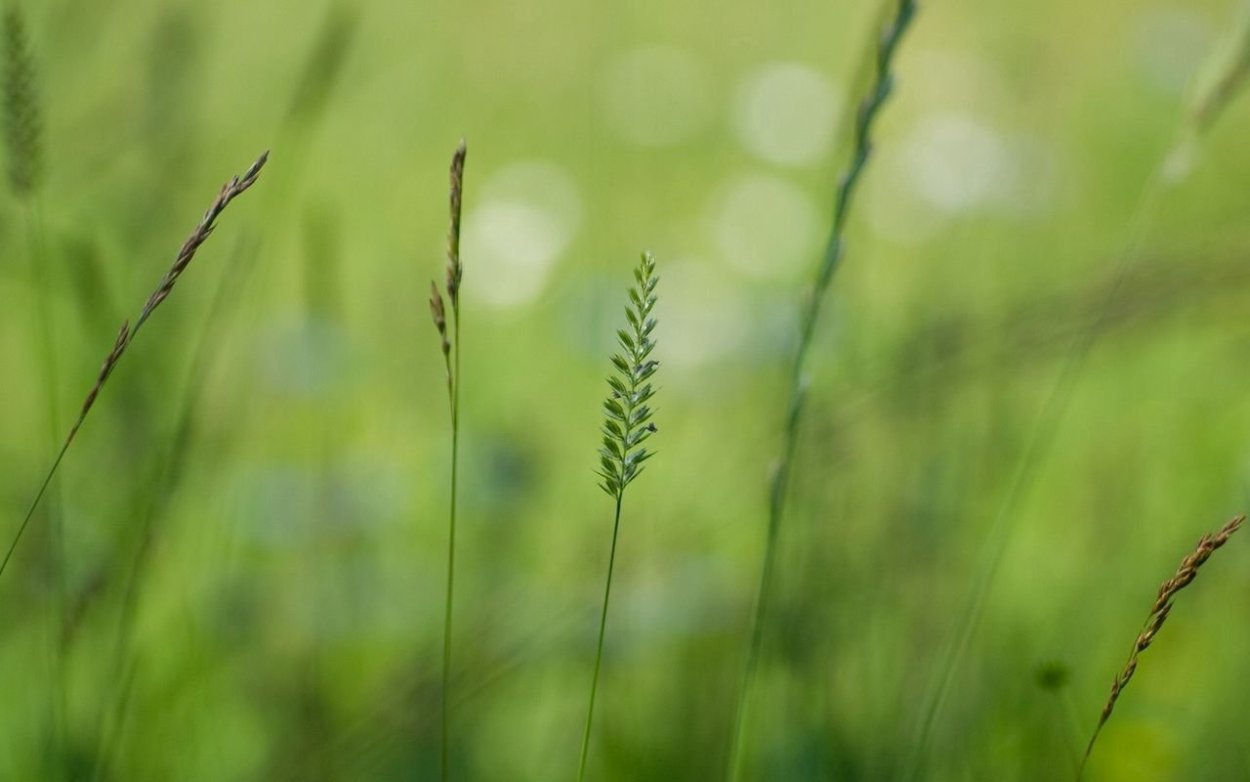 Травянистые растения на белом фоне