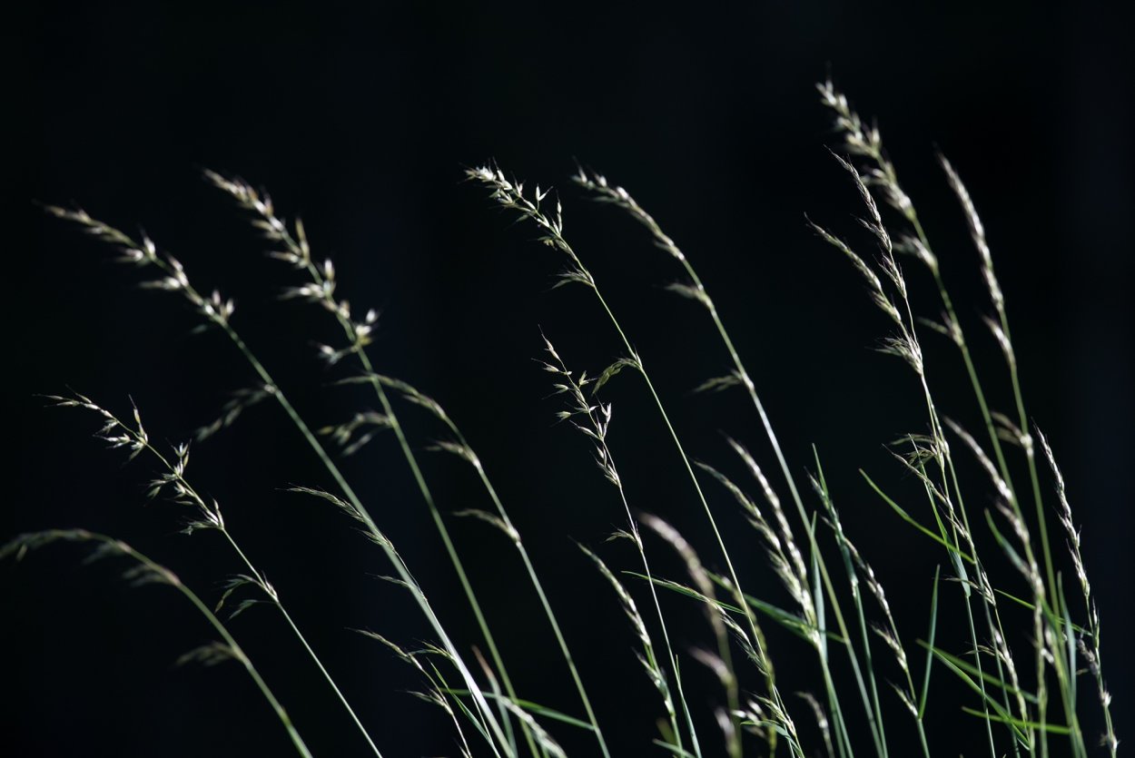 Силуэт травы на прозрачном фоне