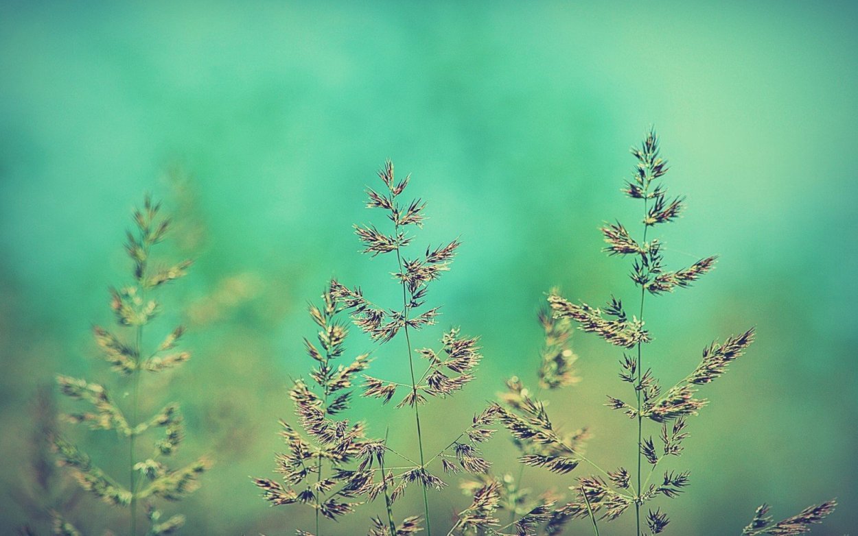 Высокая трава