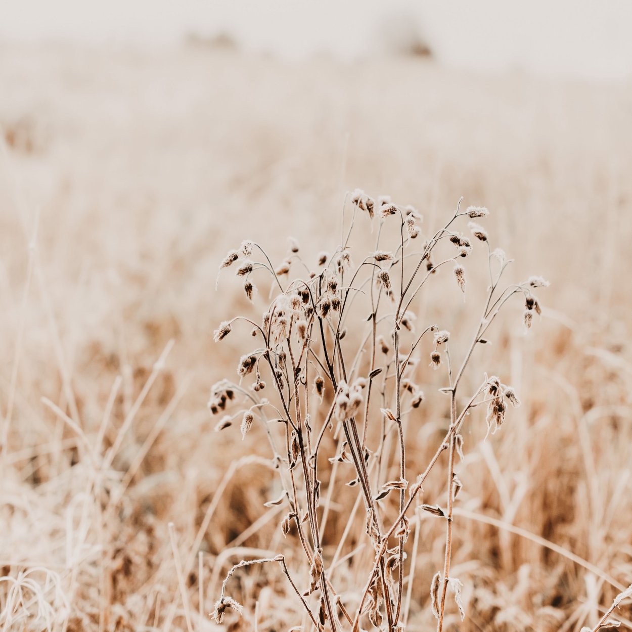 Трава черно белая