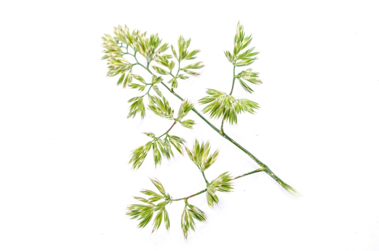 Сухая трава