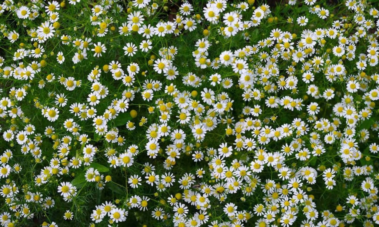 Колосок растение