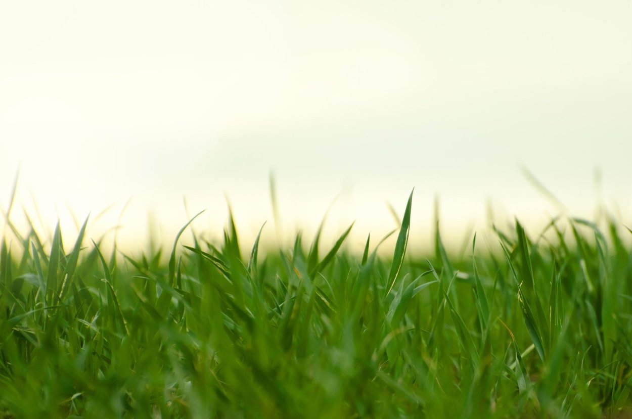 Стилизованные травы и цветы