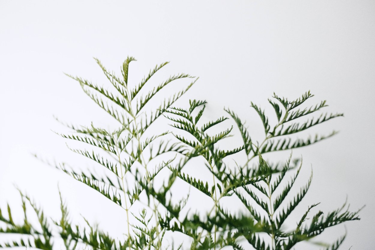 Трава с размытым фоном