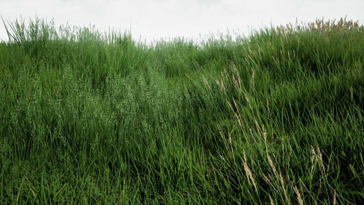 Трава сверху