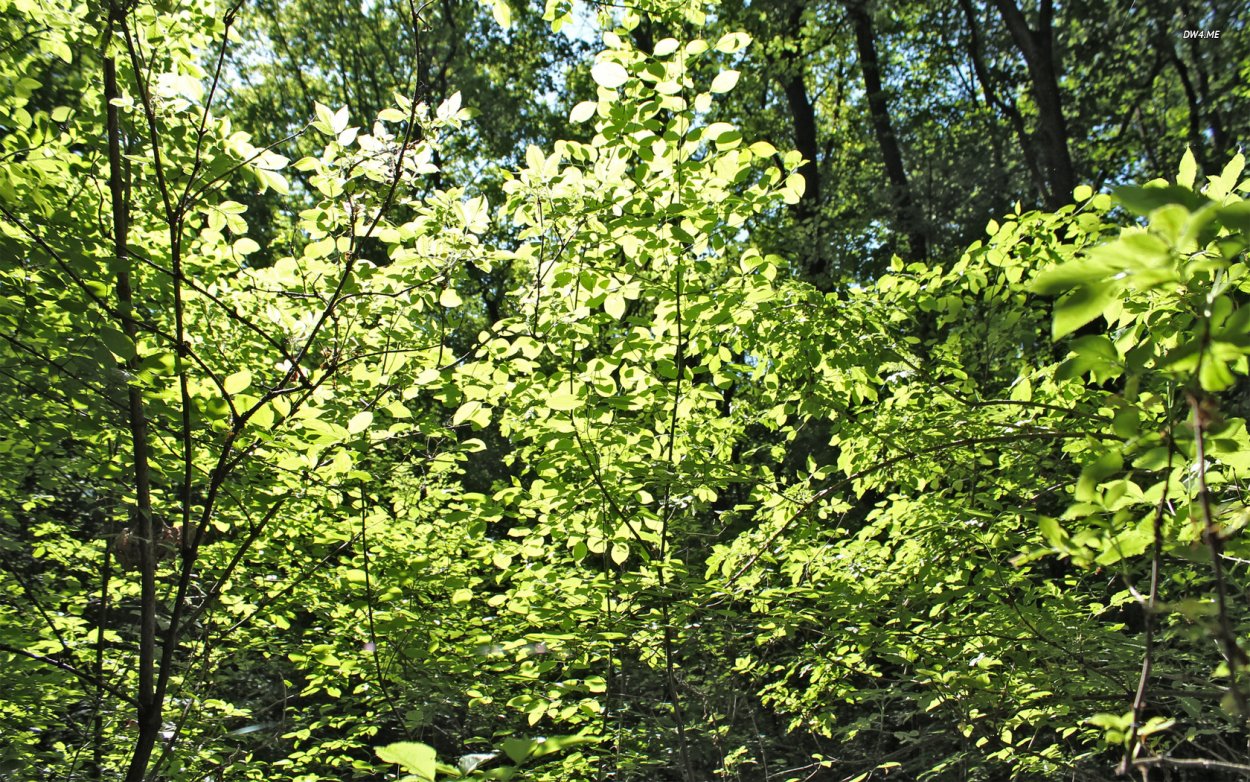 Кустарниковые заросли