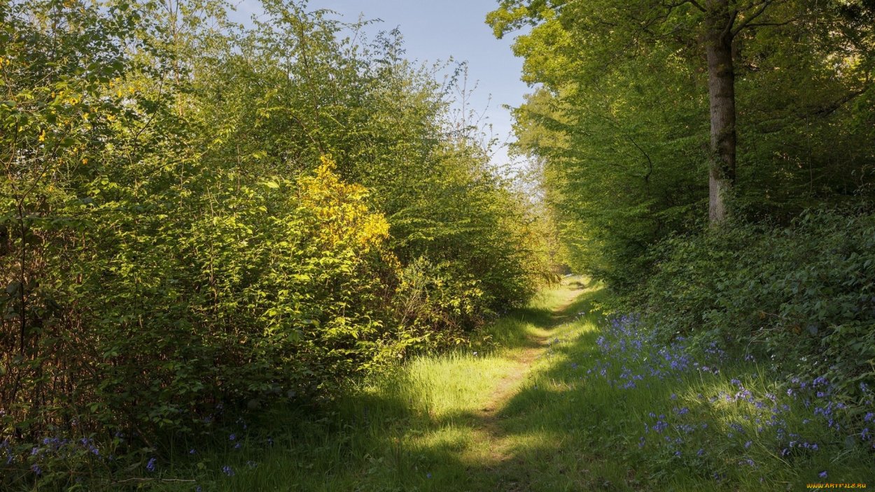 Кустарниковые леса