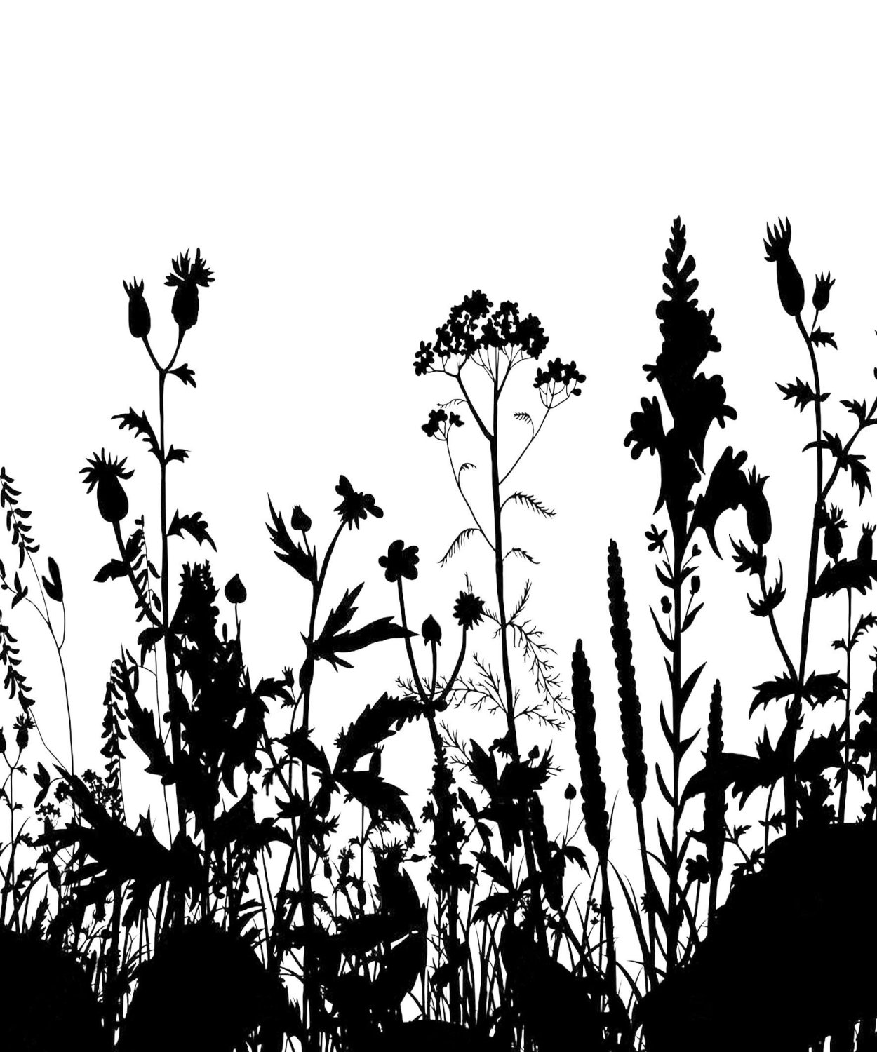 Колыс трава