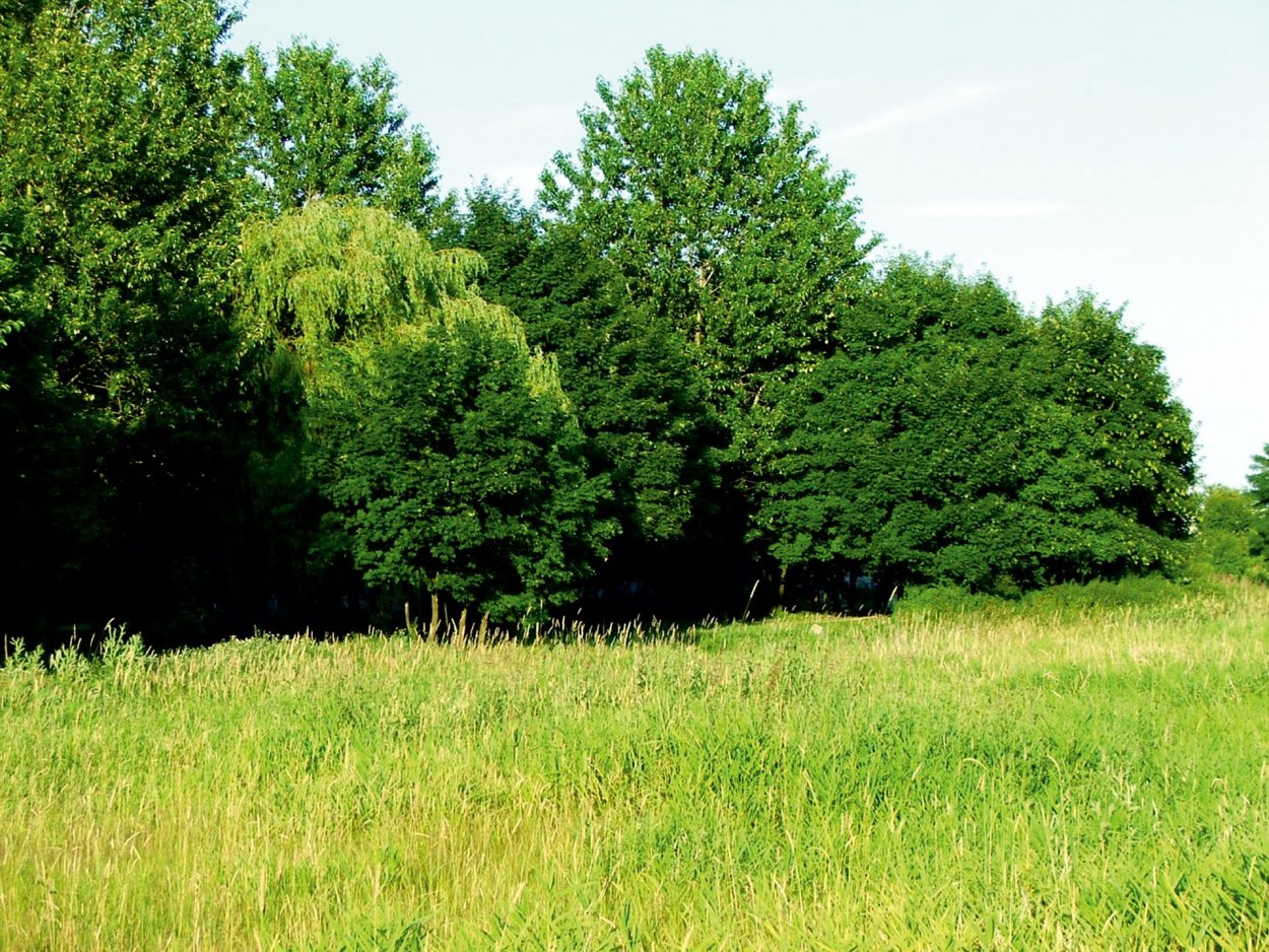 Кустарники на опушке леса