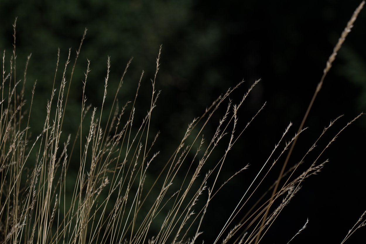 Полоска зеленой травы