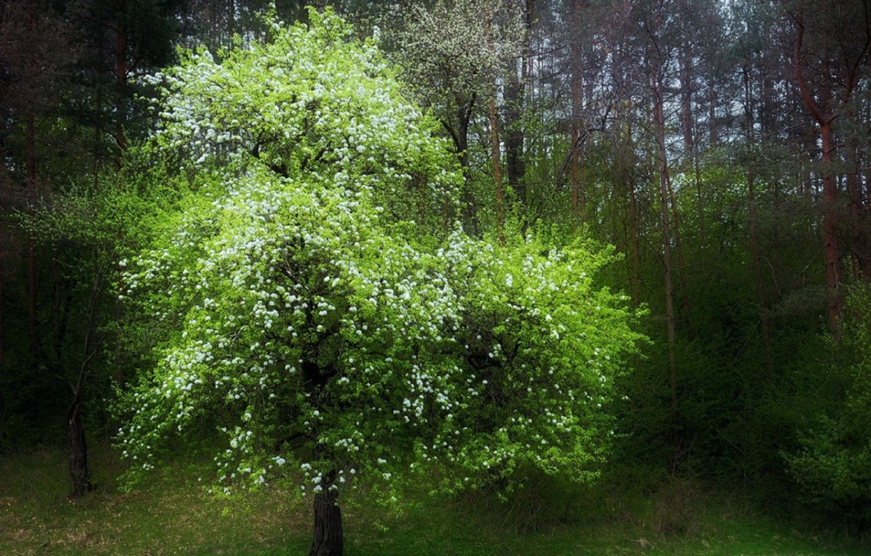 Кустарники на опушке леса