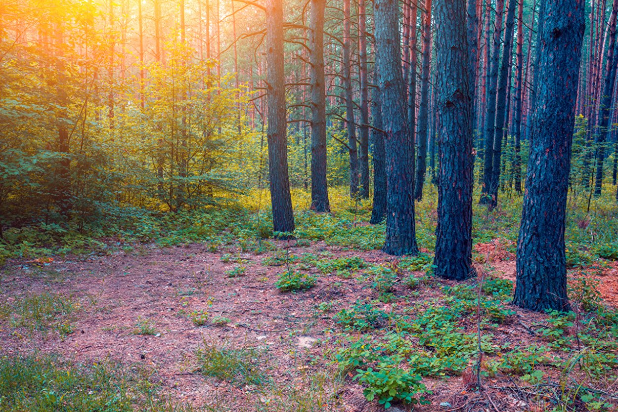 Лес с кустарниками и травами