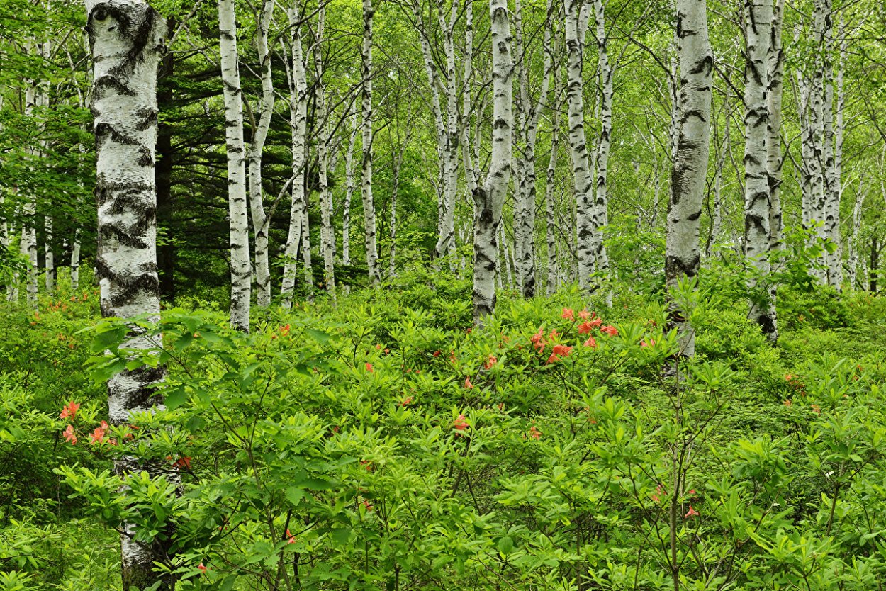 Кустарнички в лесу
