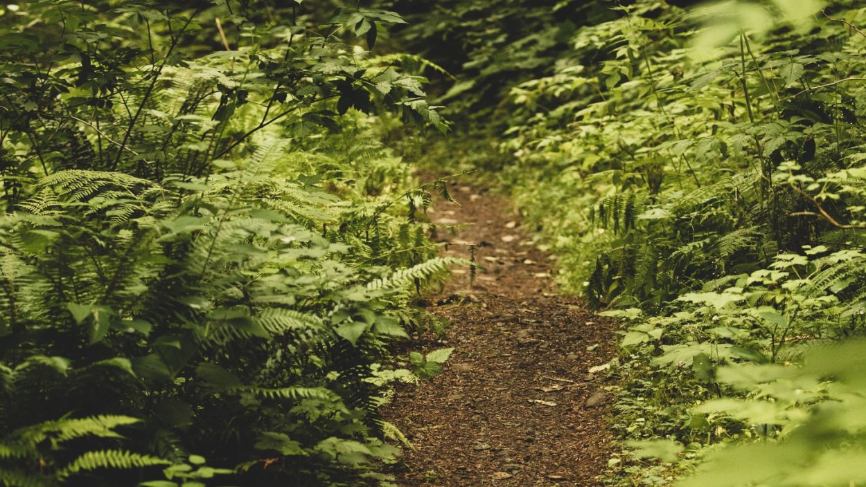 Левитан тропинка в лиственном лесу