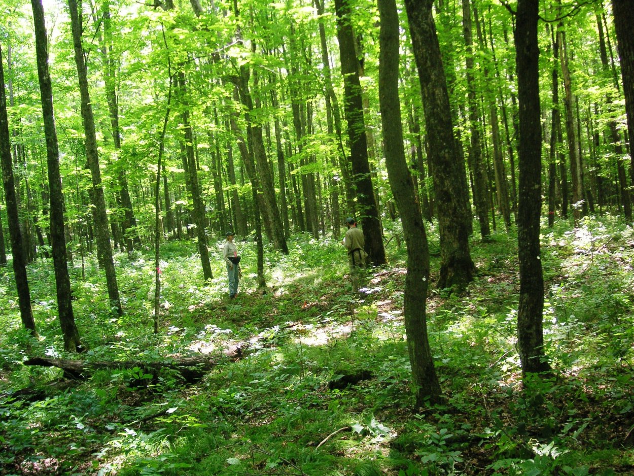 Лиса в кустах