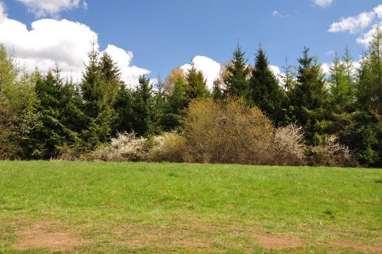 Кустарники на опушке леса