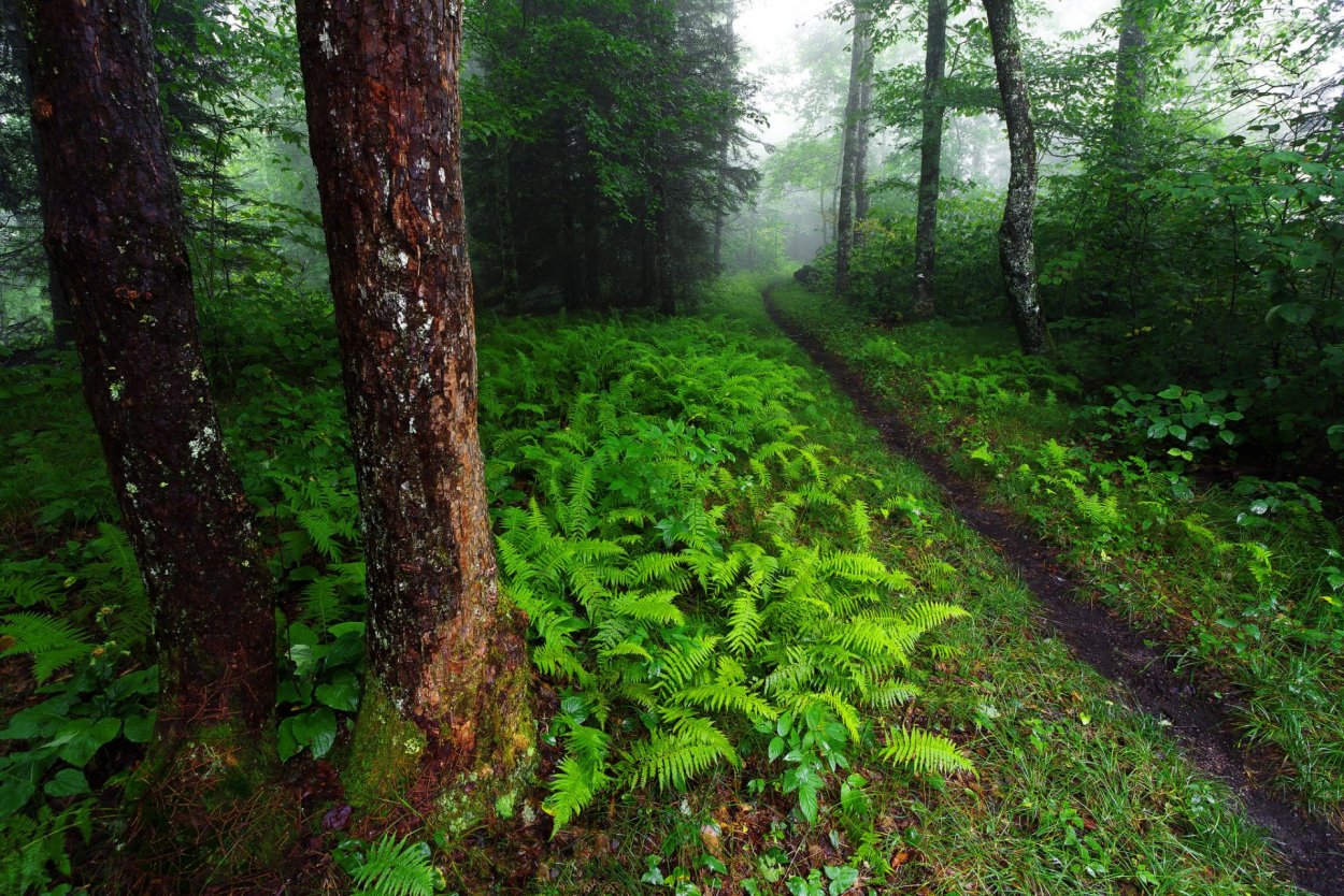 Лаурелорнский лес