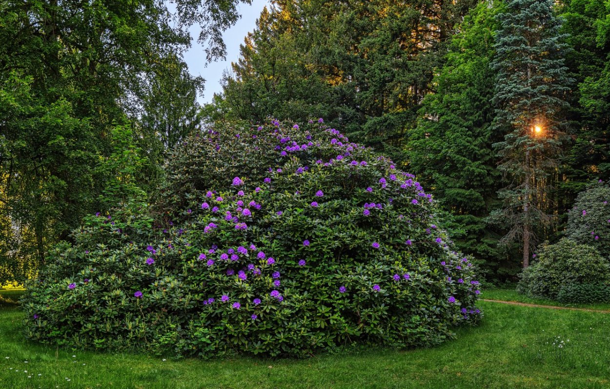 Рододендрон куст
