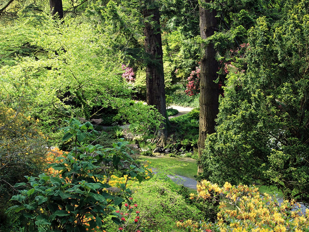 Лесные кусты