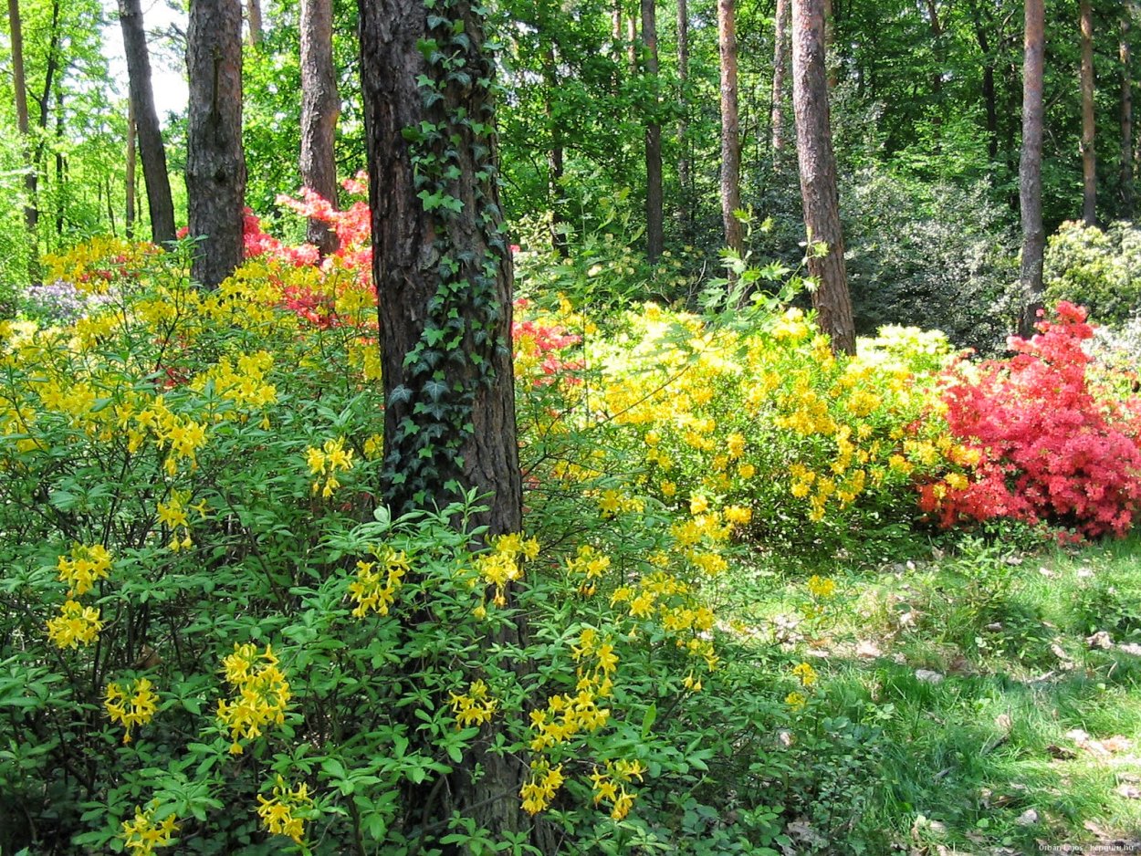 Кустарники в лесу