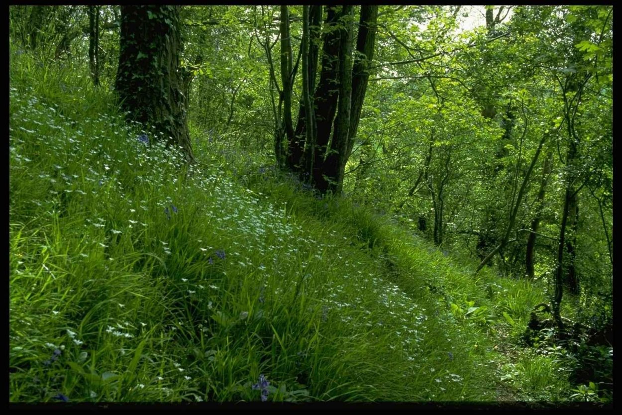 Зеленая трава и лес
