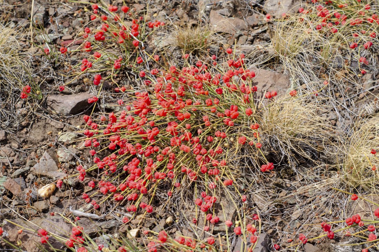 Хвойник хвощевой