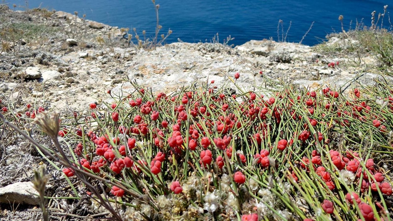 Эфедра пустынная