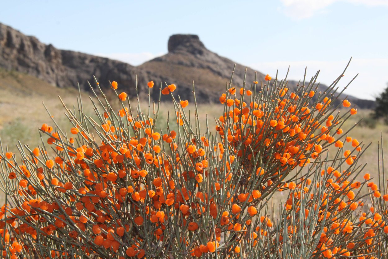 Эфедра хвощевая